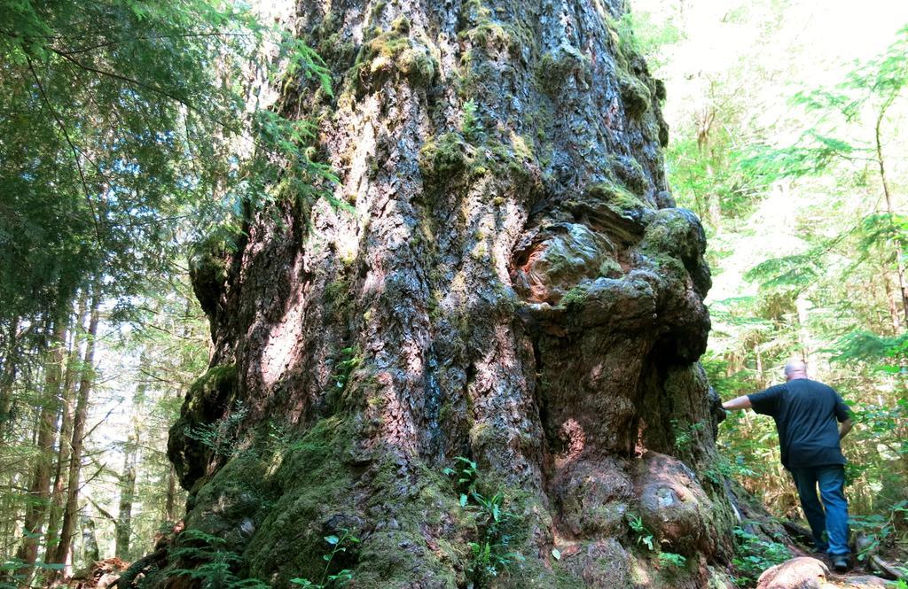 A Shack In The Woods Villa Port Renfrew Exterior foto