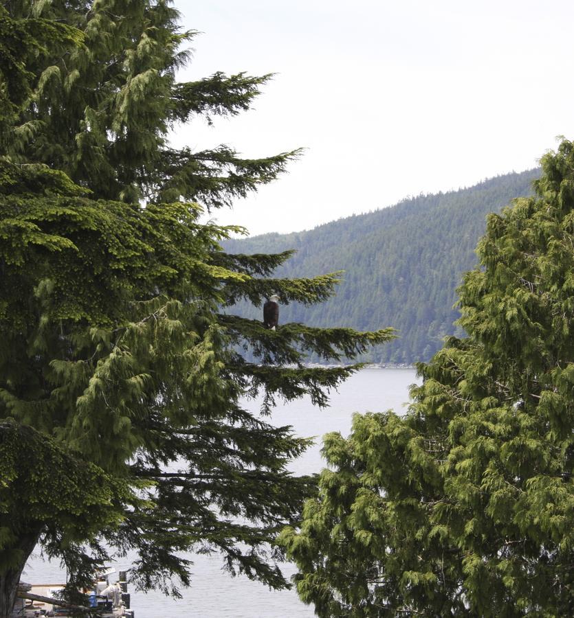 A Shack In The Woods Villa Port Renfrew Exterior foto