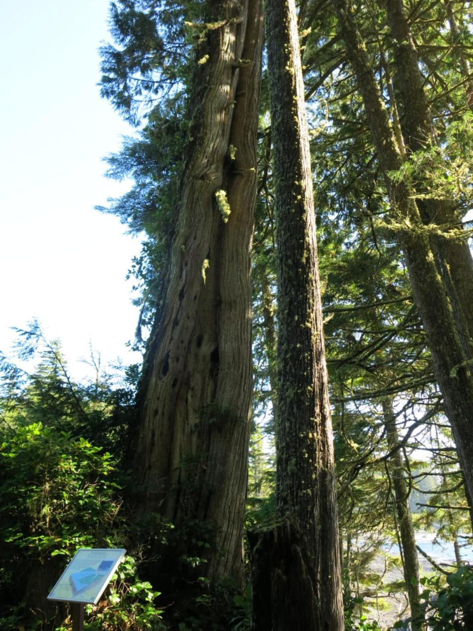 A Shack In The Woods Villa Port Renfrew Exterior foto